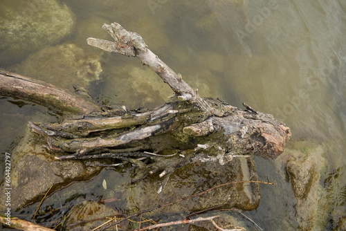 driftwood on the danube river © Shuvo Rafiqul