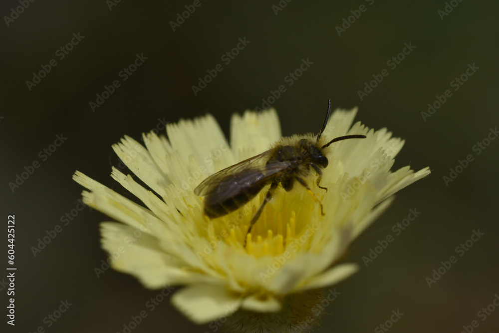 A bee on a yellow dandelion flower withe dark background A bee on a yellow dandelion flower withe dark background