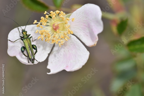 A thick-legged flower beetle  Oedemera nobilis  on a rosehip flower