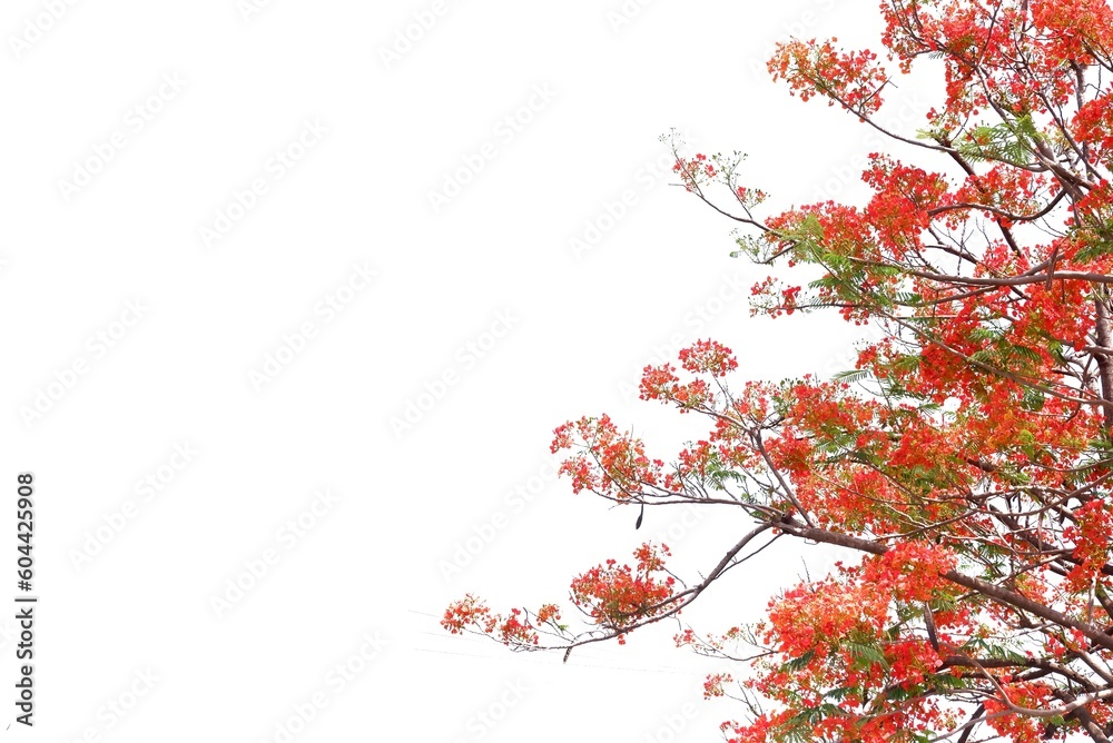 Insective focus a beautiful orange peacock flower on white isolated background Insective focus a beautiful orange peacock flower on white isolated background