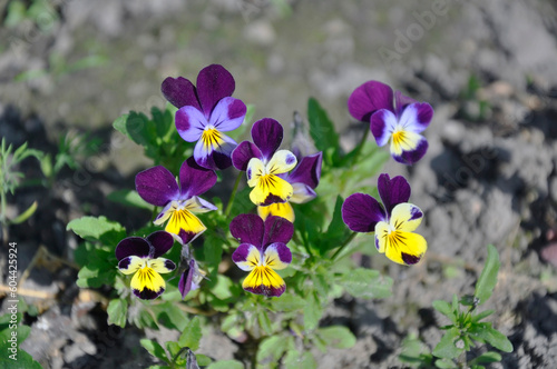 Purple pansy flowers in the garden. Beautiful meadow flowers.