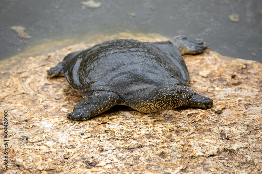 Obraz premium Nile Softshell Turtle (Trionyx triunguis). Big Terrapin.
