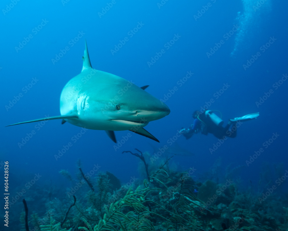 Fototapeta premium Silky shark, Carcharhinus falciformis, in Jardines de la Reyna, Cuban Caribbean with a diver in the background. An improved edit.