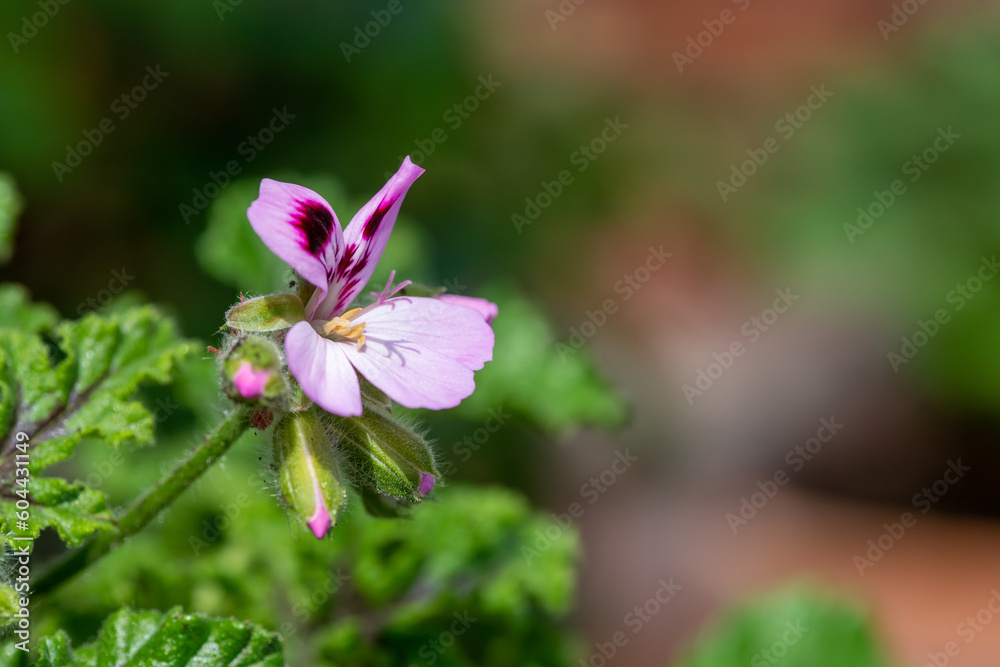 Close up of a royal oak oakleaf geranium (pelargonium quercifolium) flower Close up of a royal oak oakleaf geranium (pelargonium quercifolium) flower