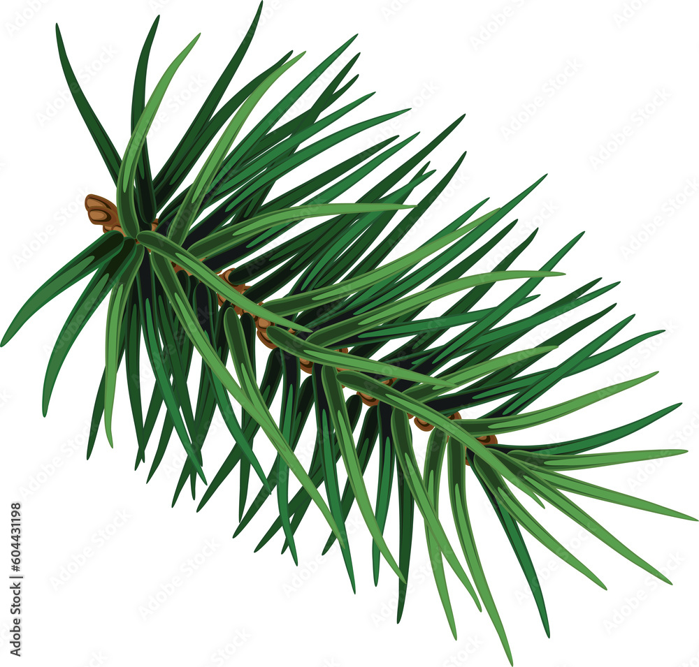 Fototapeta premium Christmas tree branch. Hand painted Christmas fir branch isolated. Botanical illustration. Holiday print for design. Close-up. New Year.On transparent. PNG 