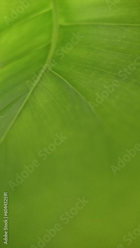 close up of green leaf