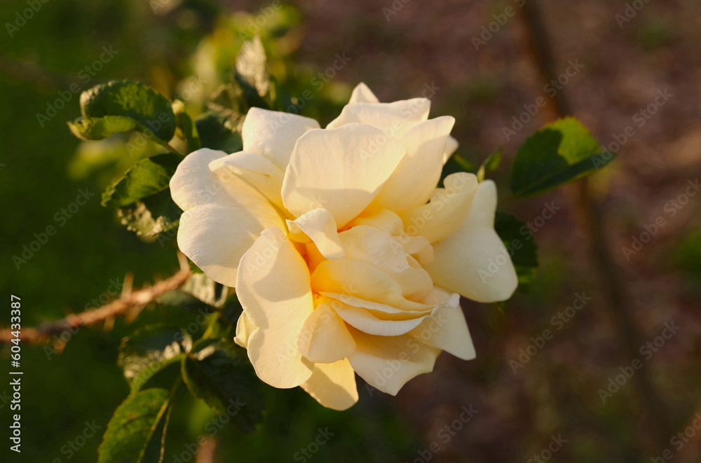 Fototapeta premium Yellow Rose Closeup