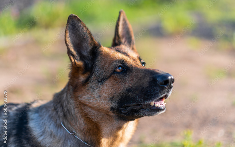The close-up of the face of german shepherd.