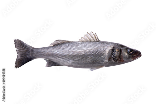 Raw sea bass, one fresh sea bass fish isolated on transparent background