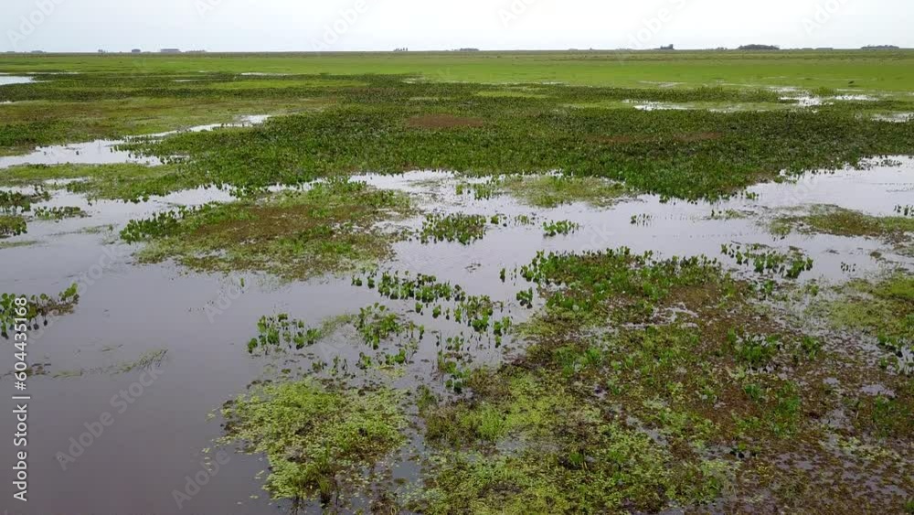 Wetlands of northeast Argentina shooted with drone
Wetlands of northeast Argentina shooted with drone