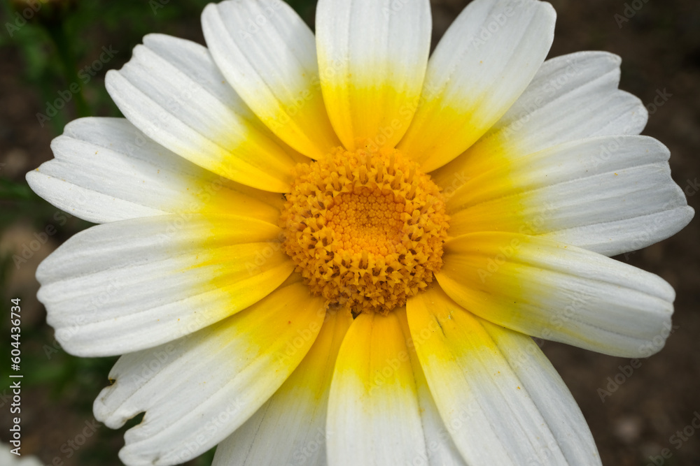 Fototapeta premium Close-up of a daisy. Detailed shot of the daisy. Close-up of a yellow and white daisy, filling the entire frame. Selective focus.