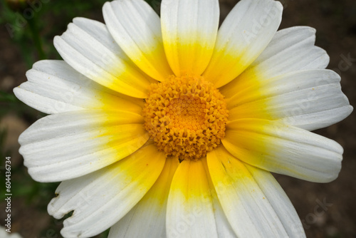 Close-up of a daisy. Detailed shot of the daisy. Close-up of a yellow and white daisy  filling the entire frame. Selective focus.