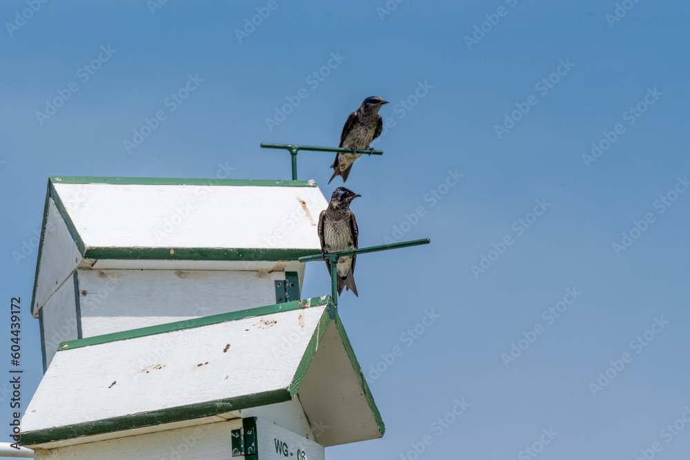 Swallows In Unusual Nesting Houses In Spring Swallows In Unusual Nesting Houses In Spring