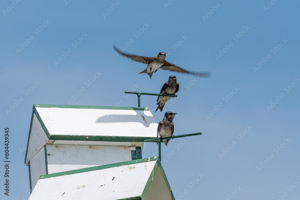 Swallows In Unusual Nesting Houses In Spring Swallows In Unusual Nesting Houses In Spring