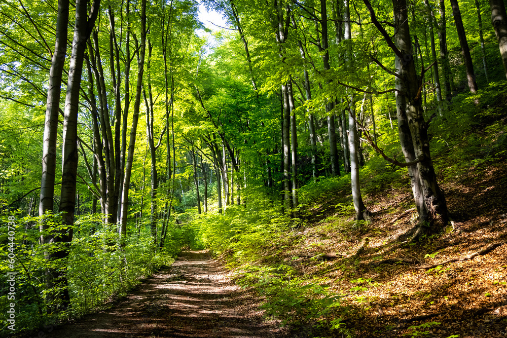 Obraz premium Droga leśna