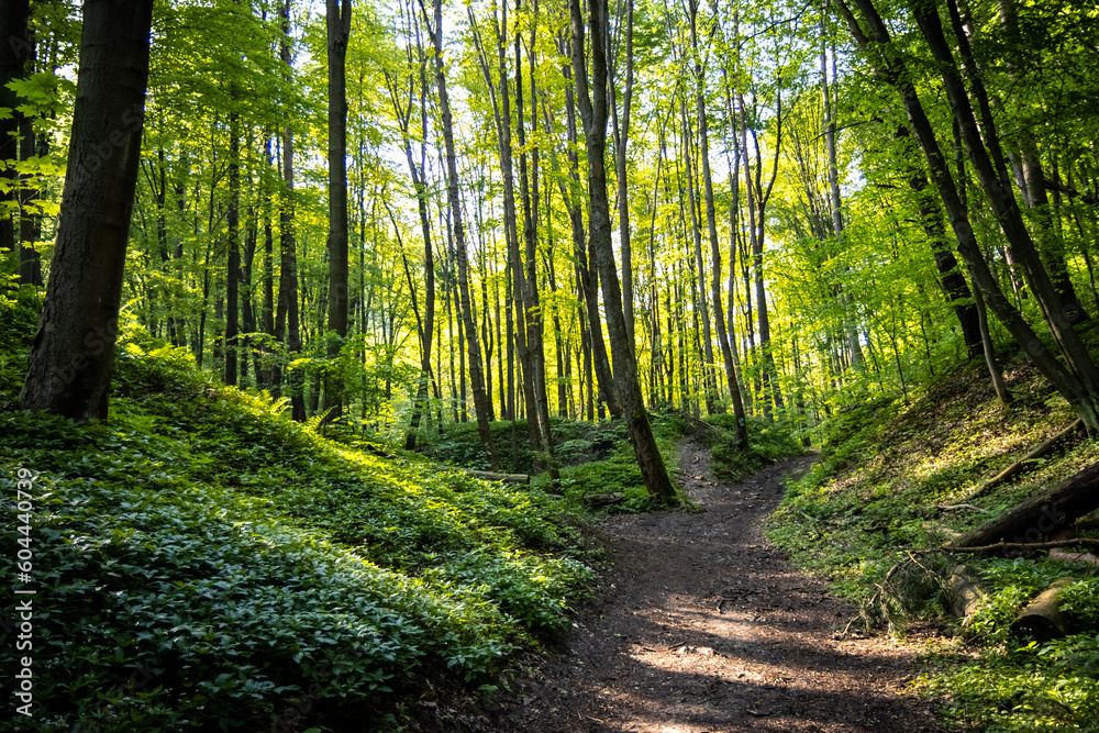 Obraz premium Droga leśna