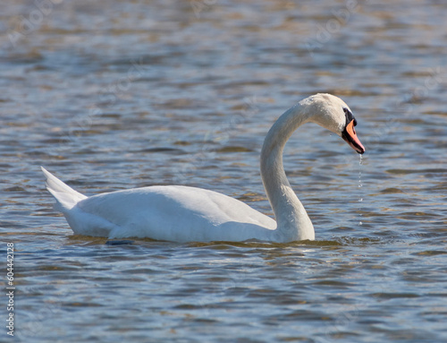 A whooper swan swims on the lake