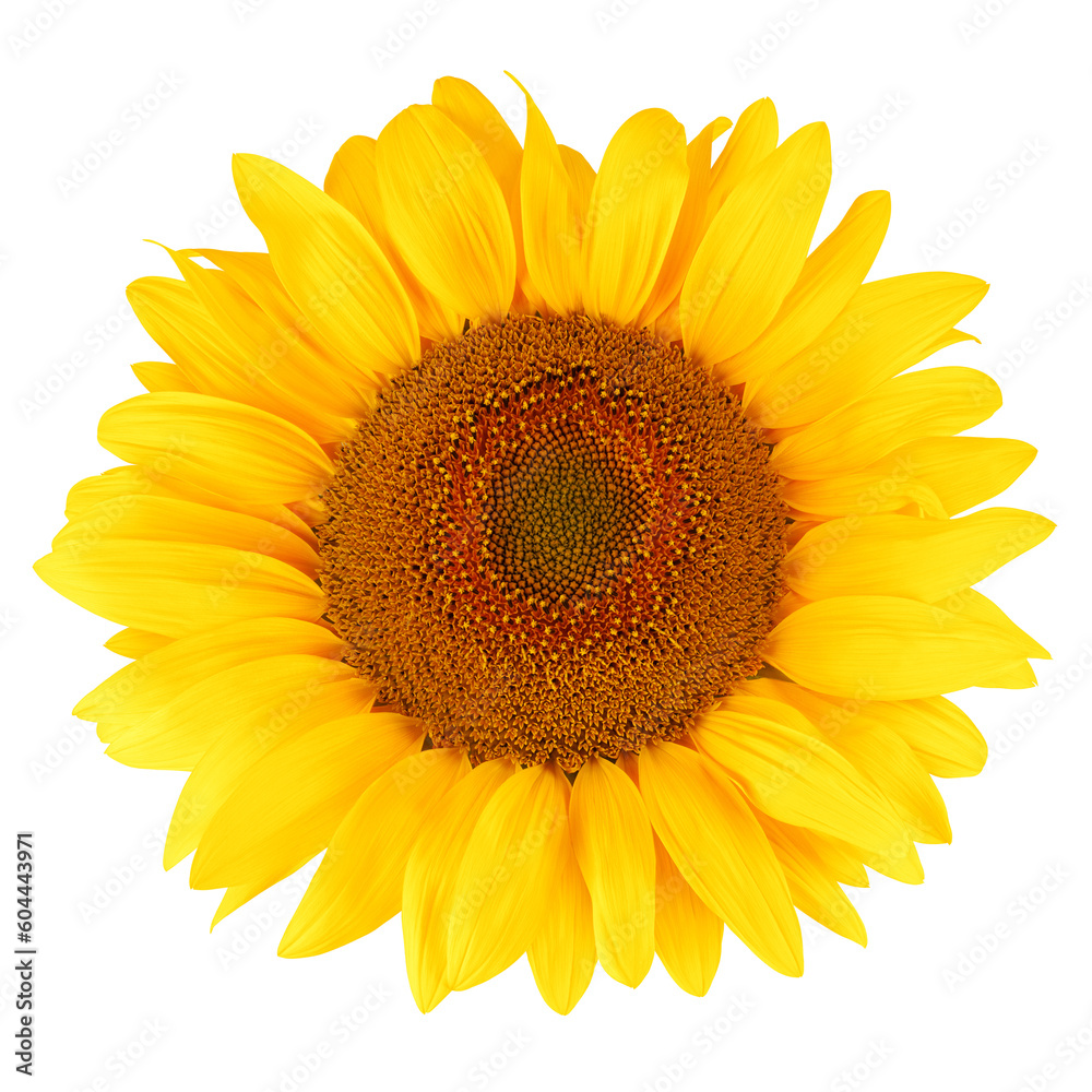 Fototapeta premium sunflower, isolated on white background, full depth of field