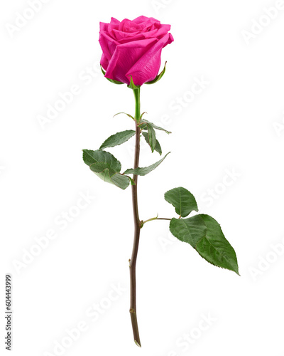 Rose isolated on white background, full depth of field