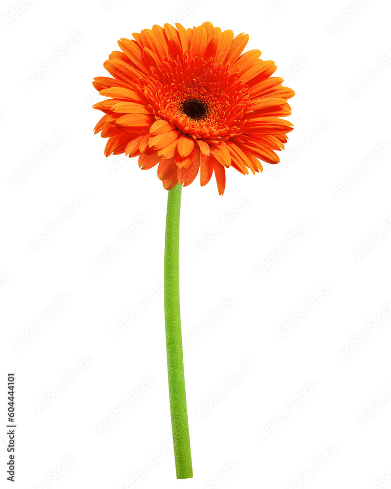 Gerbera, daisy flower, isolated on white background, full depth of field Gerbera, daisy flower, isolated on white background, full depth of field
