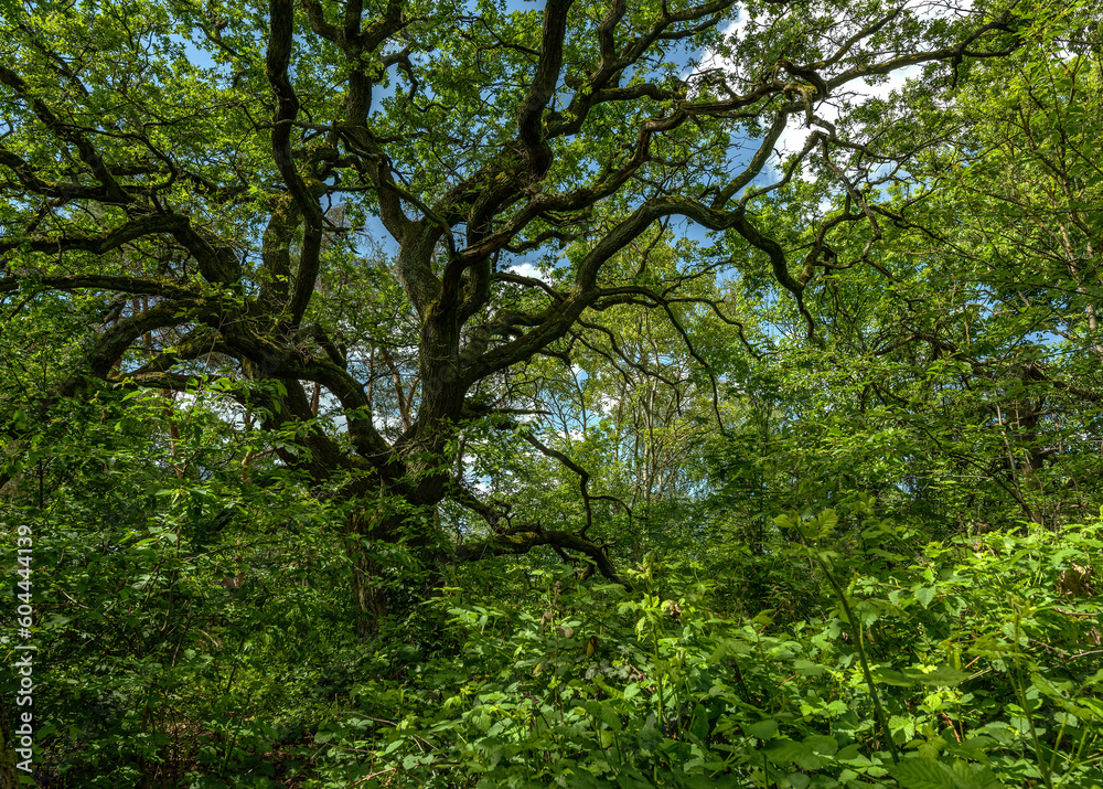 Schwanheimer Dune nature reserve in Frankfurt, Hesse, Germany Schwanheimer Dune nature reserve in Frankfurt, Hesse, Germany