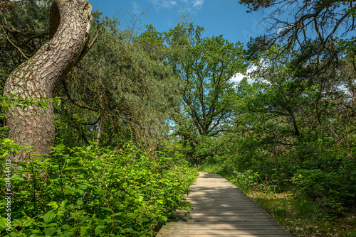 Schwanheimer Dune nature reserve in Frankfurt, Hesse, Germany