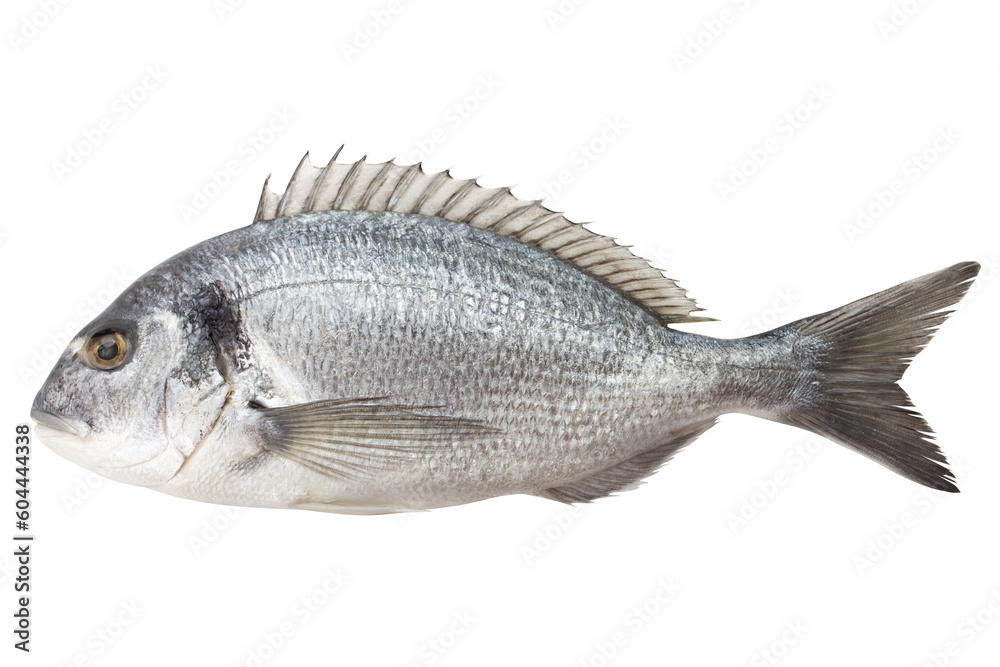 Obraz premium dorado fish, isolated on white background