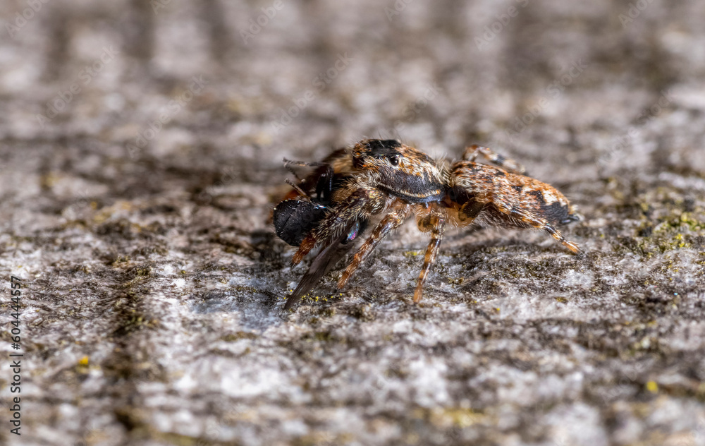 Jumping spider with prey
