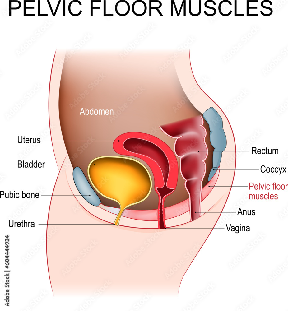 vetor-de-pelvic-floor-muscles-female-pelvic-diaphragm-do-stock-adobe