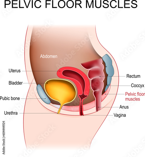 Pelvic floor muscles. Female Pelvic diaphragm