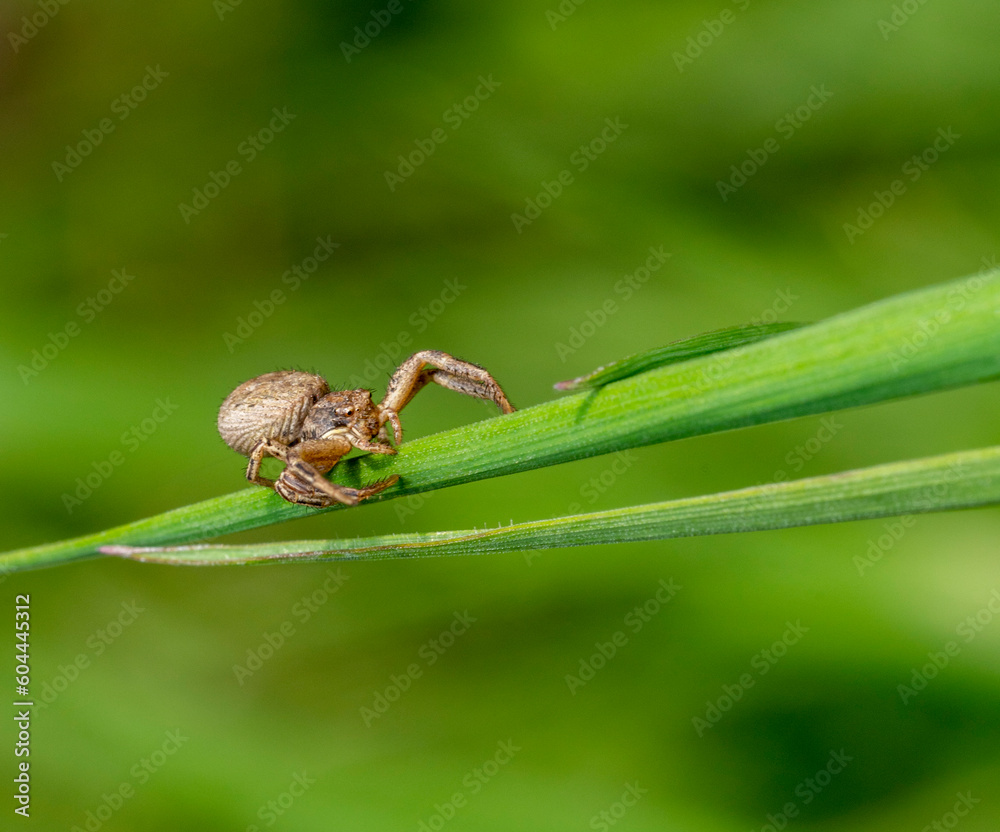 Common crab spider Common crab spider
