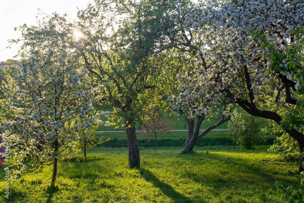 Fototapeta premium blooming apple orchard in the sun