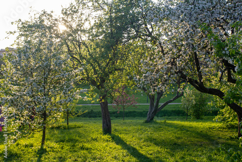 blooming apple orchard in the sun