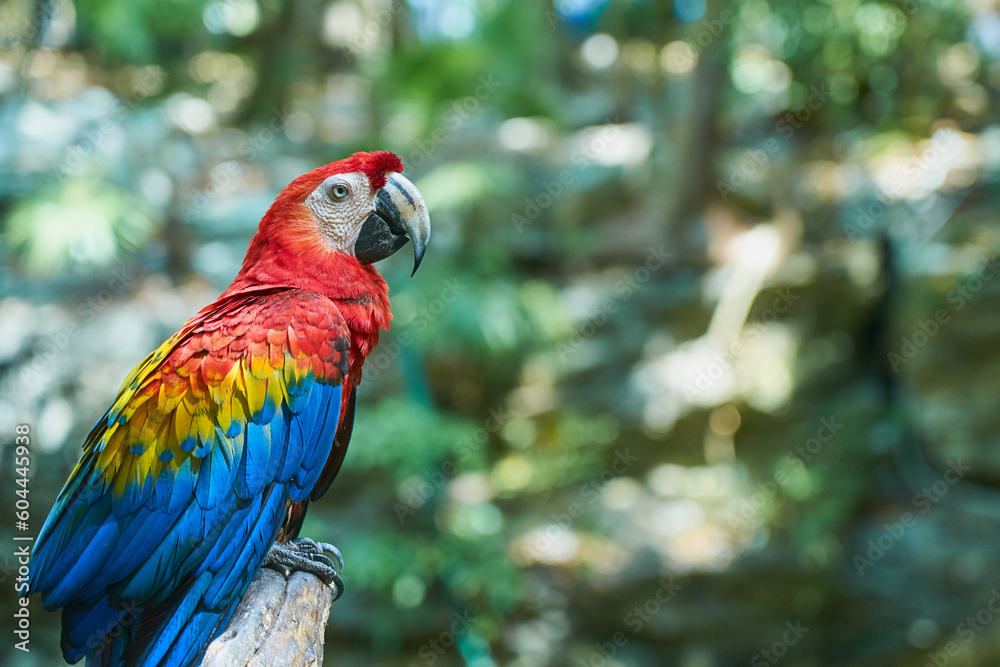 Obraz premium Scarlet macaw a colorful parrot in the tropics.