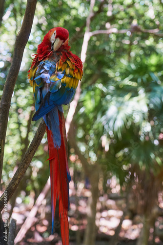 Scarlet macaw a colorful parrot in the tropics.