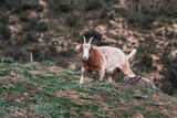 Goat in the field - Animal welfare concept