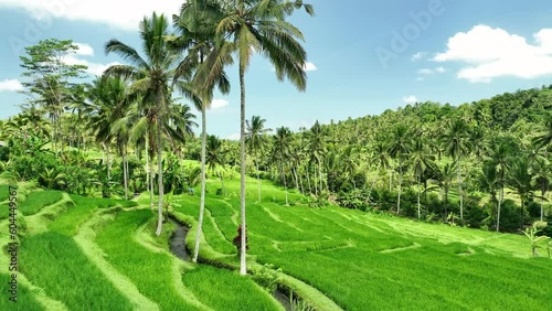 Wallpaper Mural 2023 - Excellent aerial view moving through palm trees on the Munggu Rice Terraces in Bali, Indonesia. Torontodigital.ca