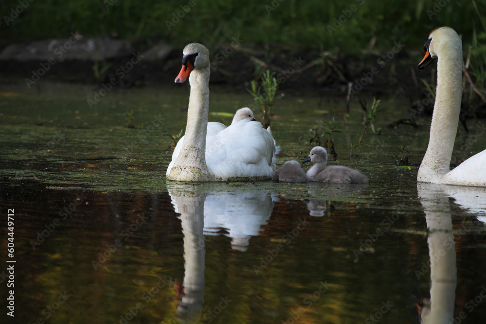 Female Mute Swan (Cygnus olor) with One Cygnets riding on Back and Two Cygnets Swimming Female Mute Swan (Cygnus olor) with One Cygnets riding on Back and Two Cygnets Swimming