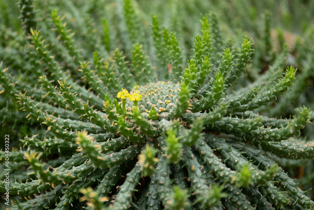 Close up Texture and Pattern of Cactus plant Close up Texture and Pattern of Cactus plant