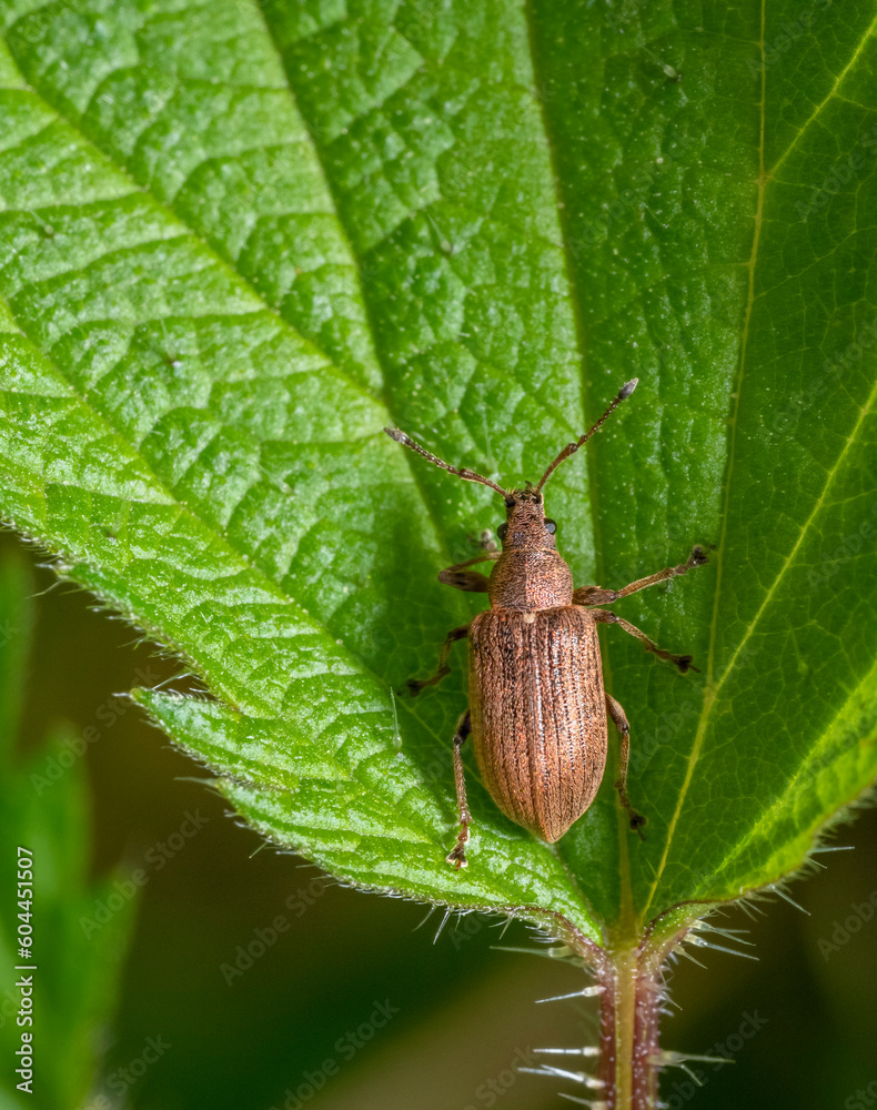 Common leaf weevil Common leaf weevil