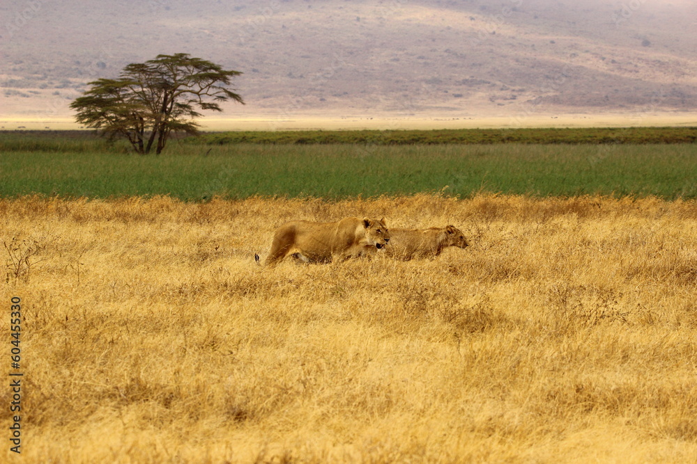 Lions in serengeti Lions in serengeti