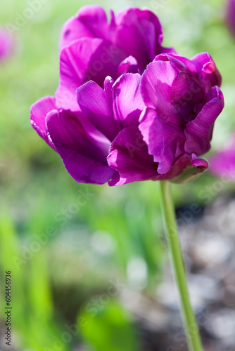 purple  tulip flower in a garden.