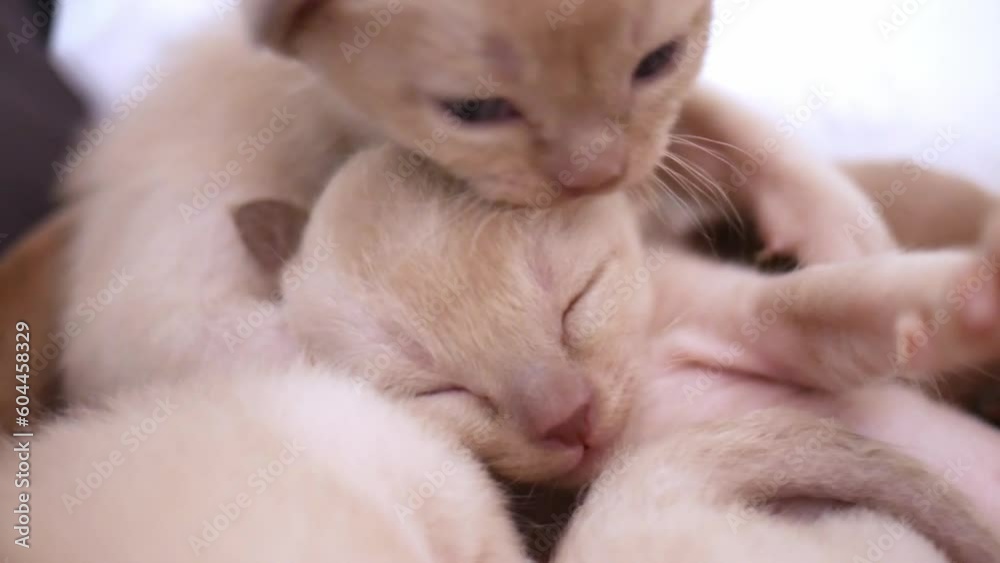 Cute little red kitten sleeps with his siblings Cute little red kitten sleeps with his siblings