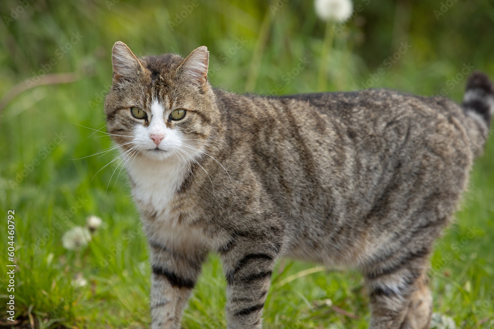 Kater im Frühling