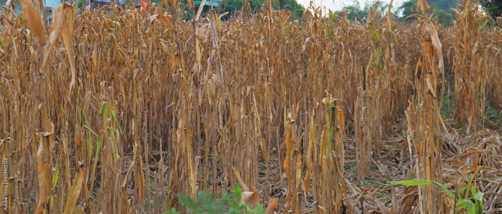 Dry corn field after drought