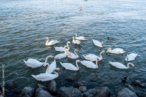 Photography A flock of mute swans is roaming in the river, group composition by the danube r