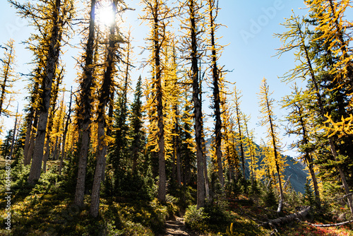 Hiking through autumn larches in British Columbia wildnerness. Beautiful landscape scene with a pop of golden yellow color.