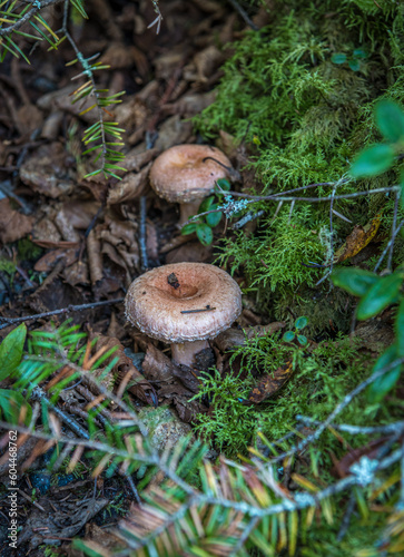 Wild mushrooms