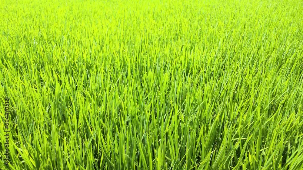 風に揺れる水田の稲の葉 風に揺れる水田の稲の葉
