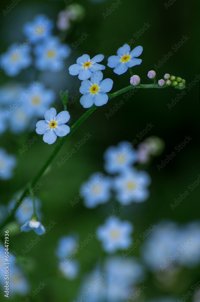 Forget-me-nots (Myosotis scorpioides) Forget-me-nots (Myosotis scorpioides)